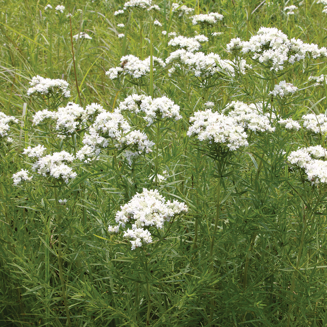 生コブミカン50g+ホムデンオマケ Pycnanthemum tenuifolium (Slender Mountain Mint)